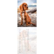 Hundkalender 2026