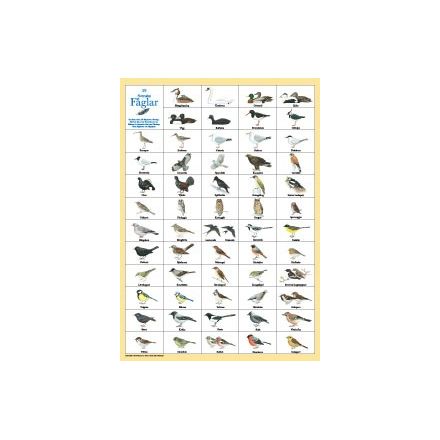 Svenska Fåglar A4