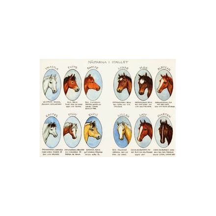 Hästarna i stallet A4