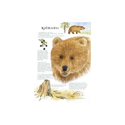 Björnen A4