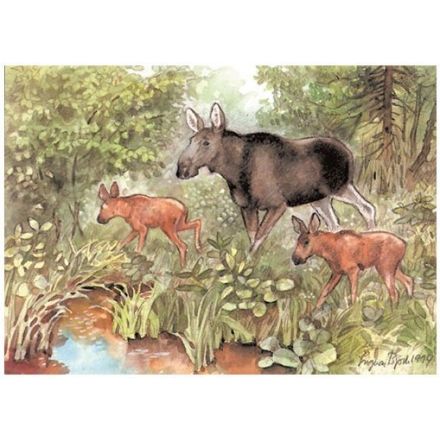 Älgko med kalvar A4