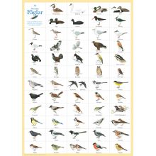 59 Svenska fåglar poster 50 x 70 cm