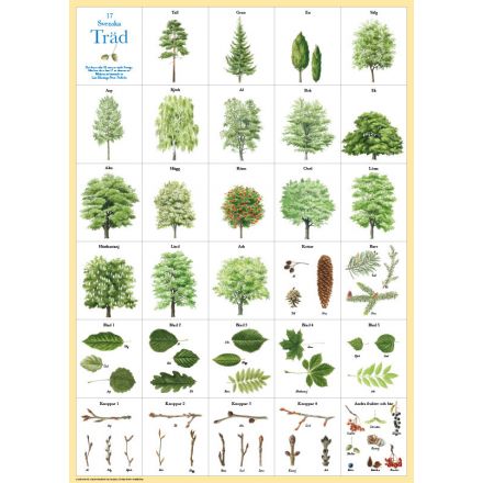 Svenska träd affisch – En hyllning till vår natur