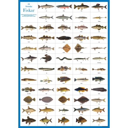 Svenska Fiskar affisch