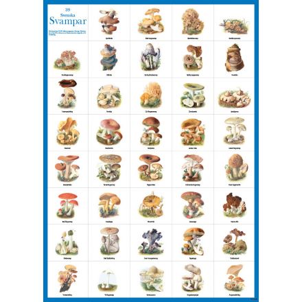 39 Svenska svampar affisch